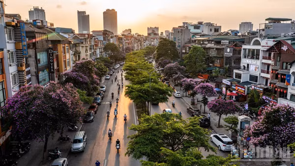 Mùa du lịch cao điểm hè, Hà Nội đầy thơ mộng khi bằng lăng "nhuộm" tím phố phường. (Ảnh: THÀNH ĐẠT)