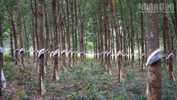 Cao su là một trong những cây trồng thế mạnh của tỉnh Mondulkiri, Campuchia. (Ảnh: ĐINH TRƯỜNG)