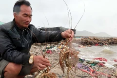 Ông Đỗ Tân Thông xót xa nhìn những con tôm hùm chết sau lũ.
