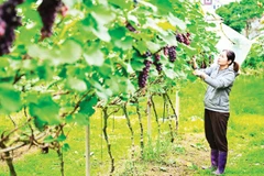 Vườn nho hạ đen tại Nam Dương, tỉnh Bắc Ninh. (Ảnh BẢO LONG)