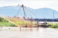Xóm vó cá Nhơn Hưng, phường Thái Sơn, tỉnh An Giang vào mùa đánh bắt.