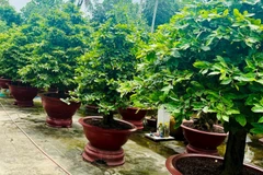 Vườn mai của chú Lê Văn Tám.