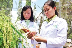 Viện Lúa Đồng bằng sông Cửu Long đang chuẩn bị triển khai nhiều kế hoạch nghiên cứu chuyên biệt phục vụ Đề án 1 triệu héc- ta lúa chất lượng cao.