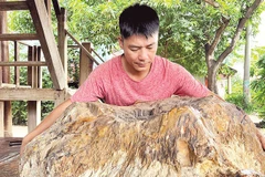 Gỗ hóa đá với vân tự nhiên độc đáo, phản ánh quá trình kiến tạo hàng triệu năm.