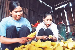 Hội viên phụ nữ thôn Đăk Wet, xã Đăk Pxi sơ chế măng le.