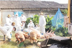 Xã Hòa Phú tiêu hủy lợn mắc bệnh dịch tả lợn châu Phi.