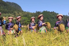 Đồng bào dân tộc Dao ở xã Thượng Minh, tỉnh Thái Nguyên thu hoạch lúa nếp Tài bằng phương pháp hái từng bông truyền thống.