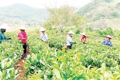 Phong trào “nông dân thi đua lao động sản xuất” góp phần quan trọng trong thành tựu phát triển kinh tế nông-lâm nghiệp và chuyển đổi cơ cấu cây trồng tại tỉnh Điện Biên.