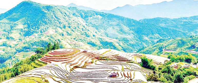 Có gần 2.200 ha ruộng bậc thang nằm trong vùng di sản ruộng bậc thang Hoàng Su Phì. 2.jpg