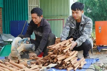 Quế Trà My tạo nguồn thu nhập chính của đồng bào dân tộc thiểu số ở các huyện miền núi phía tây tỉnh Quảng Nam.
