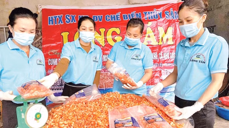Đóng gói sản phẩm tôm biển sấy khô tại Hợp tác xã sản xuất, kinh doanh, dịch vụ chế biến thủy sản Long Tám.
