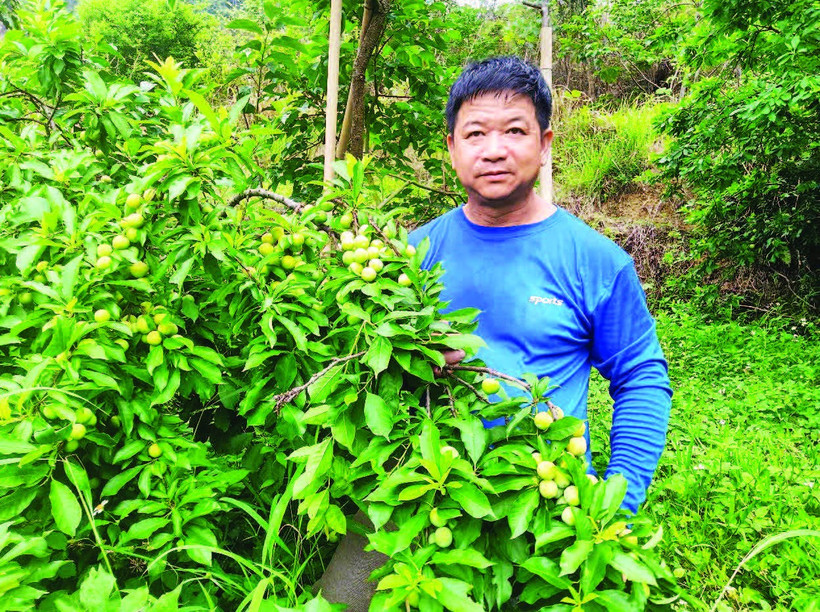 Người dân ở thôn Sơn Hồng, Gia Cát, Cao Lộc (Lạng Sơn) thu hái mận cơm chín sớm.