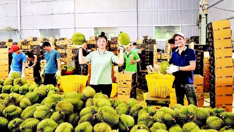 Thu mua, đóng gói sầu riêng xuất khẩu tại Đắk Lắk. (Ảnh NGUYỄN CÔNG LÝ)