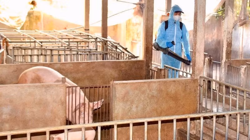 Nhân viên Trạm Chăn nuôi và Thú y khu vực 3 (Gia Lai) phun tiêu độc khử trùng phòng dịch tả lợn châu Phi. (Ảnh ĐÌNH THUNG)