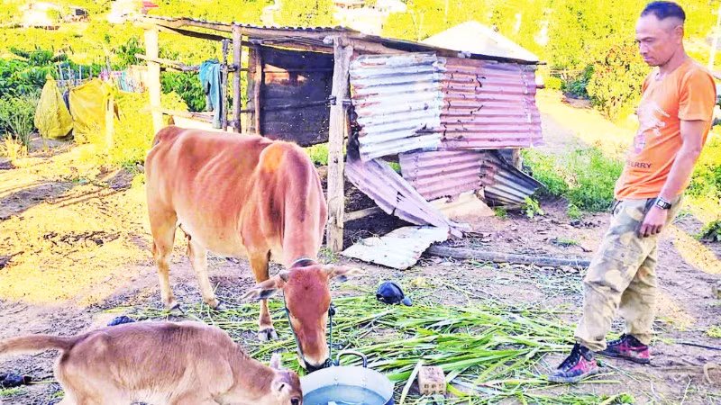 Anh A Lục chăm sóc đàn bò của gia đình.