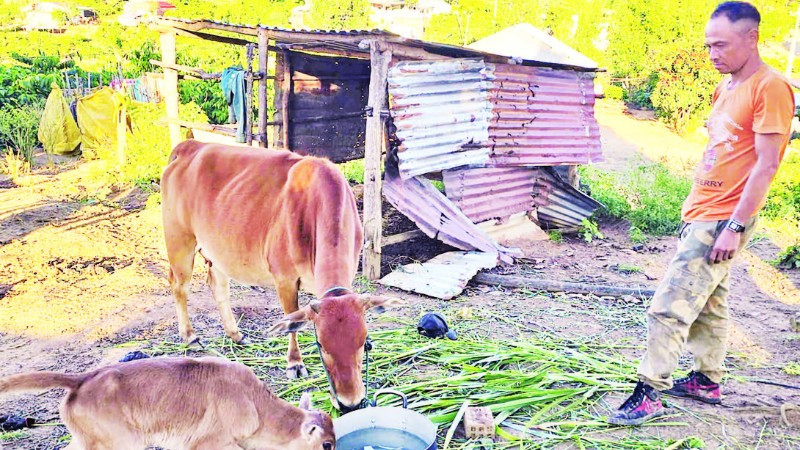 Anh A Lục chăm sóc đàn bò của gia đình.