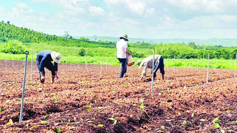 Nông dân Lâm Đồng tập trung khôi phục sản xuất nông nghiệp sau mưa lũ.
