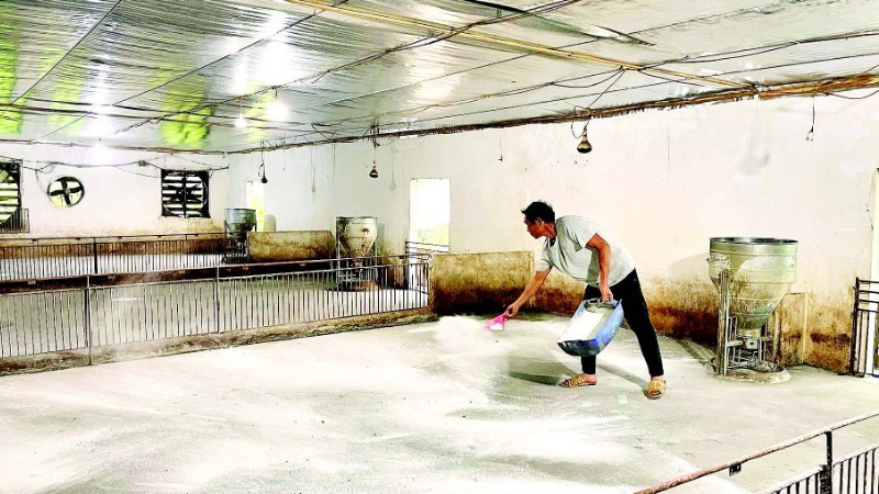 Ông Phạm Văn Thạch, Tổ dân phố 2, xã Rạng Đông xử lý chuồng trại, hy vọng sớm được tái đàn sau dịch.