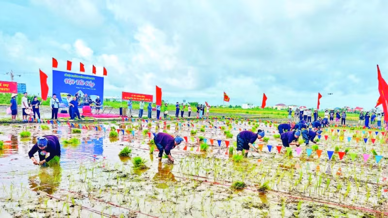 Hội thi cấy tại Lễ hội xuống đồng Hà Nam năm 2025.