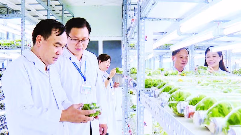 Nhiều giống cây trồng, vật nuôi được nghiên cứu tại Khu Nông nghiệp công nghệ cao thành phố và phát triển trong thực tiễn với năng suất, chất lượng vượt trội.