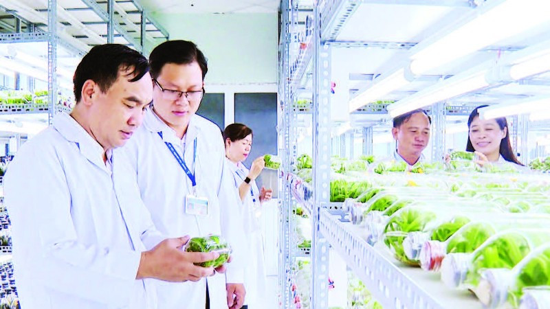 Nhiều giống cây trồng, vật nuôi được nghiên cứu tại Khu Nông nghiệp công nghệ cao thành phố và phát triển trong thực tiễn với năng suất, chất lượng vượt trội.