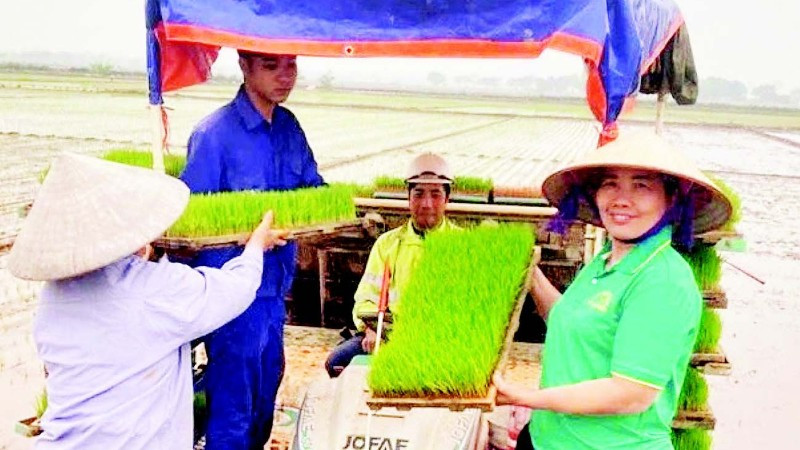 Gieo trồng lúa xuân bằng máy tại xã Phú Xuyên.