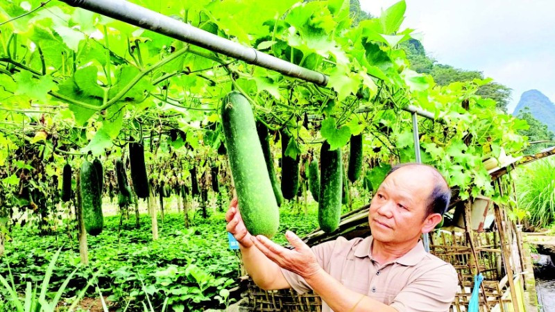 Vườn bí xanh của ông Phùng Văn Chì, xóm Quốc Tuấn, xã Quảng Uyên, tỉnh Cao Bằng cho hiệu quả kinh tế cao.