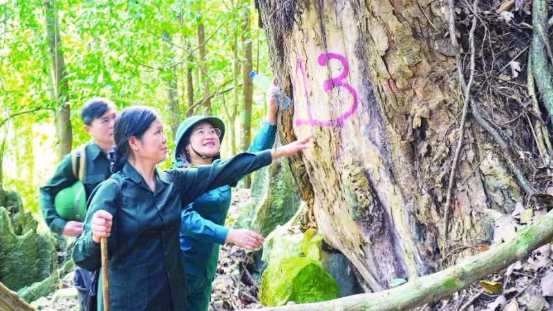 Du khách chiêm ngưỡng những cây nghiến khổng lồ trong Khu bảo tồn loài và sinh cảnh Nam Xuân Lạc.