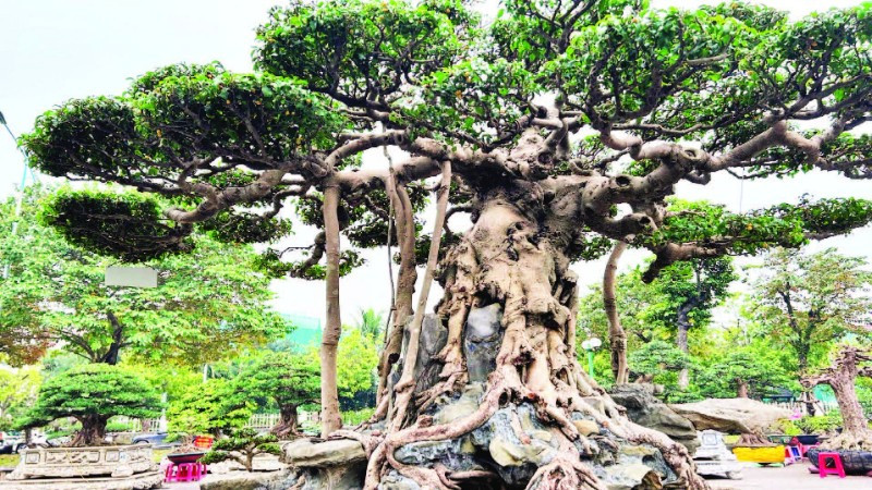 Giữ nghề truyền thống ở Vị Khê