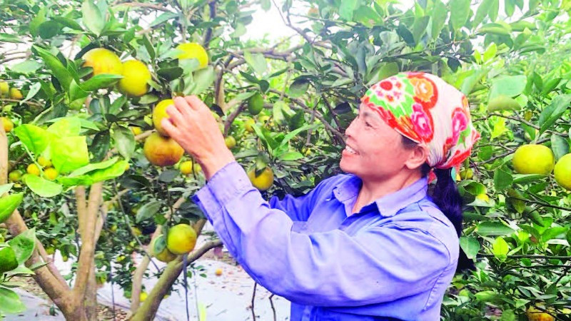 Nông dân xã Triệu Việt Vương, tỉnh Hưng Yên thu hoạch cam tại vườn.