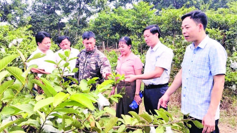 Lãnh đạo xã Hải Lựu, tỉnh Phú Thọ tham quan mô hình trồng ổi tại thôn Hòa Bình.