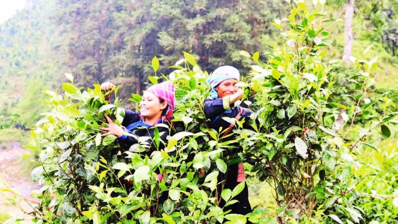 Người dân xã Bản Liền thu hái chè. (Ảnh ĐINH VINH)