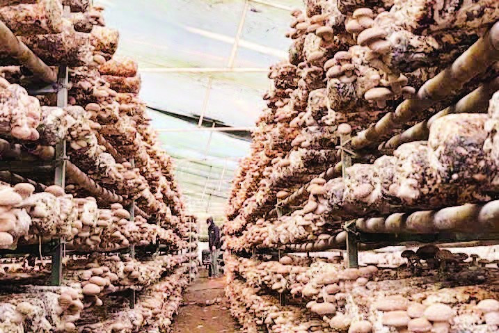 Cơ sở sản xuất nấm Trúc Mai, phường Thục Phán vay vốn Ngân hàng Chính sách xã hội phát triển sản xuất hiệu quả.