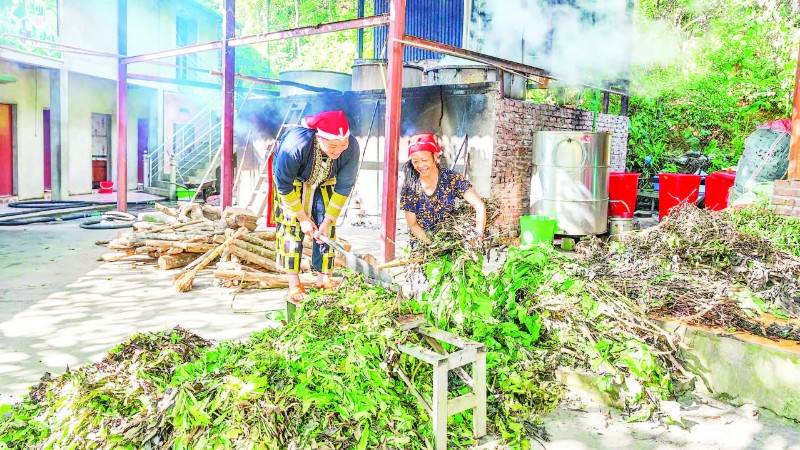 Chế biến và sản xuất thuốc tắm từ cây dược liệu tại Hợp tác xã cộng đồng Dao đỏ Tả Phìn.