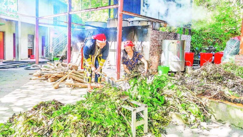 Chế biến và sản xuất thuốc tắm từ cây dược liệu tại Hợp tác xã cộng đồng Dao đỏ Tả Phìn.