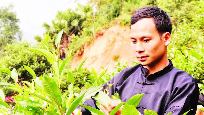 Anh Lý Đức Dân, Giám đốc Hợp tác xã Trồng và chế biến chè Thanh Thủy.
