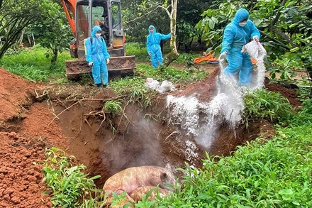 Cơ quan chức năng tiêu hủy đàn lợn nhiễm Dịch tả lợn châu Phi ở thôn 5, xã Bảo Lâm 1 bảo đảm các quy trình phòng chống dịch.