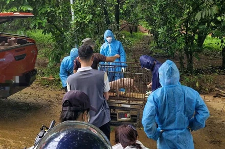 Tại thôn 5, xã Bảo Lâm 1, tỉnh Lâm Đồng đã xuất hiện tình trạng lợn chết do nhiễm virus dịch tả lợn châu phi.