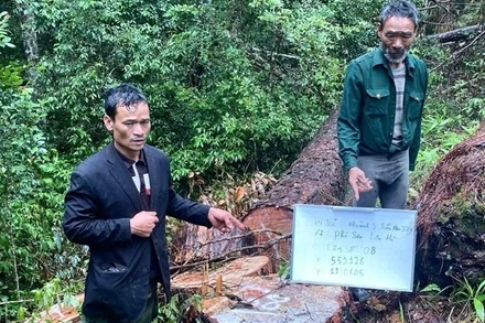 Hai trong số 4 đối tượng cưa hạ trái phép 68 cây thông bị Công an khởi tố, bắt tạm giam.