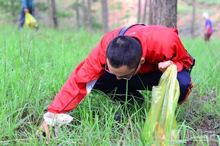Sau mưa, người dân và du khách vào các khu rừng thông để thu hái các loại nấm.
