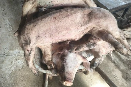 31 con lợn của một hộ chăn nuôi ở xã Bảo Lâm 1, tỉnh Lâm Đồng bị chết chưa rõ nguyên nhân.