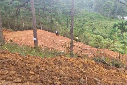 Khu vực đất lâm nghiệp bị các đối tượng san ủi trái phép tại tiểu khu 227A, phường LangBiang-Đà Lạt do Ban Quản lý rừng phòng hộ Đa Nhim quản lý.