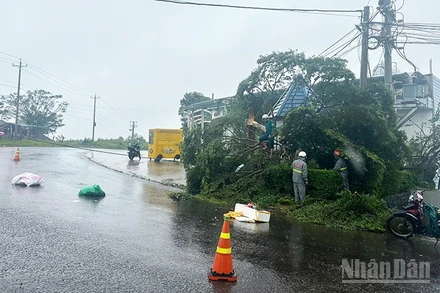Nhiều hệ thống dây cáp viễn thông trên địa bàn Phường 2 Bảo Lộc và Phường 3 Bảo Lộc, tỉnh Lâm Đồng bị cây xanh ngã đổ gây đứt, hư hỏng.