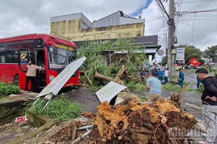 Mưa lớn, gió giật mạnh làm 30 căn nhà ở Lâm Đồng bị tốc mái, nhiều cây xanh gãy đổ, thiệt hại hàng tỷ đồng.