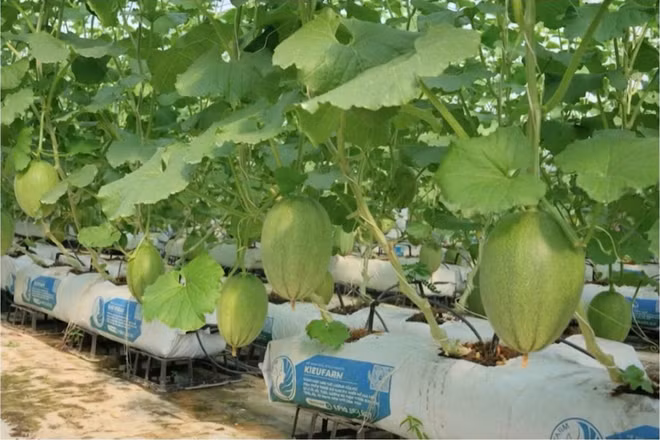 Lâm Đồng, đánh thức tiềm năng đại ngàn bằng nông nghiệp số và chuyển đổi xanh. (Ảnh: Hải Linh)