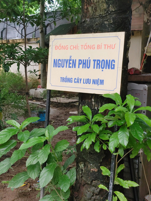 Cây lộc vừng Tổng Bí thư Nguyễn Phú Trọng trồng khi về thăm Trường THPT Nguyễn Gia Thiều năm 2014 vẫn xanh tốt vươn lên trong khuôn viên trường. (Ảnh: TRUNG HƯNG) Cây lộc vừng Tổng Bí thư Nguyễn Phú Trọng trồng khi về thăm Trường THPT Nguyễn Gia Thiều năm 2014 vẫn xanh tốt vươn lên trong khuôn viên trường. (Ảnh: TRUNG HƯNG)