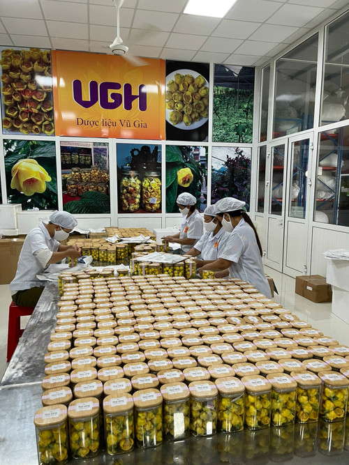 Chế biến và đóng hộp trà hoa vàng.