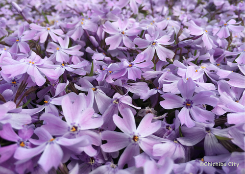 Công viên Chichibu Hitsujiyama là điểm đến nổi tiếng để chiêm ngưỡng sắc hoa chi anh (Shibazakura).(Ảnh: JNTO cung cấp)