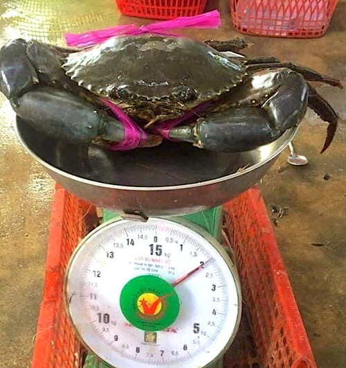 Nhiều con cua to, bự đến 2kg được trưng bày tại “Ngày hội Cua Cà Mau lần thứ I năm 2022”.