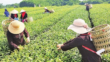 Du khách trải nghiệm hái chè tại huyện Hải Hà. 